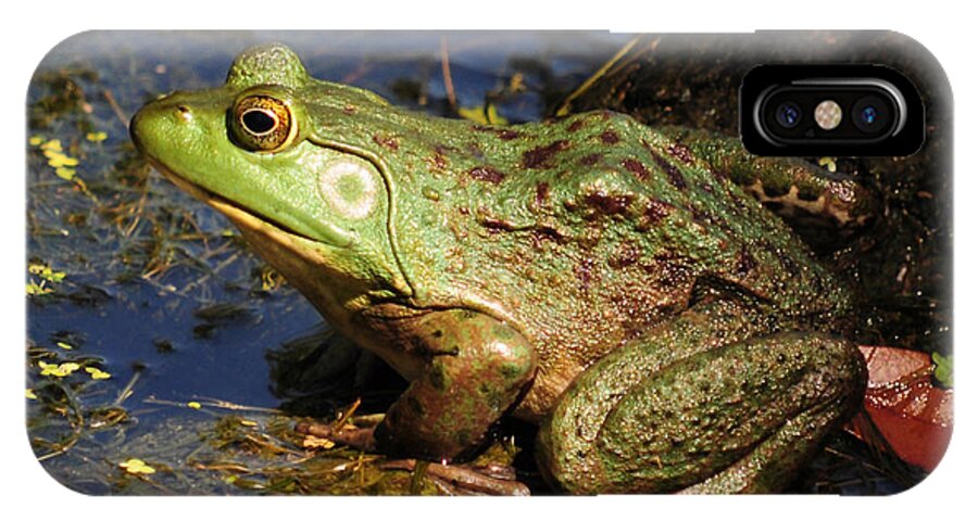 Frog iPhone X Case featuring the photograph A Prince Of A Frog by Kathy Baccari