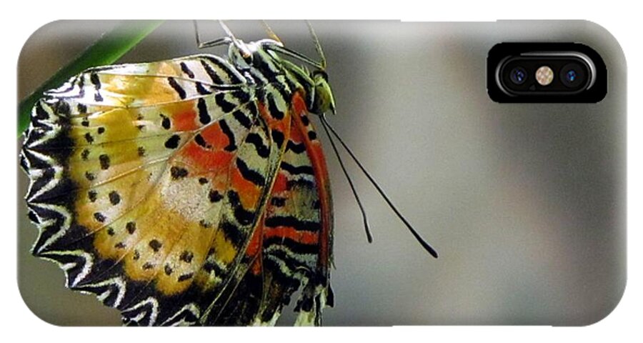 Butterfly iPhone X Case featuring the photograph A Real Beauty by Jennifer Wheatley Wolf