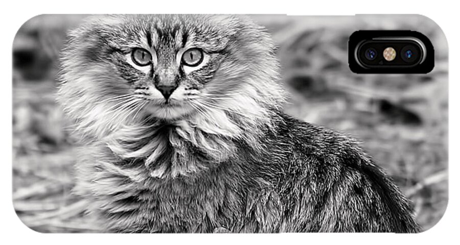 Cat iPhone X Case featuring the photograph A Young Maine Coon by Rona Black