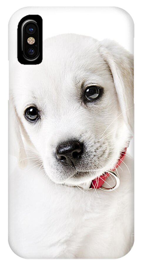 Puppy iPhone X Case featuring the photograph Adorable Yellow Lab Puppy by Diane Diederich