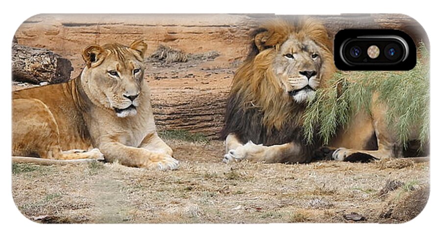 Lion iPhone X Case featuring the photograph African Lion Couple 2 by Cathy Lindsey