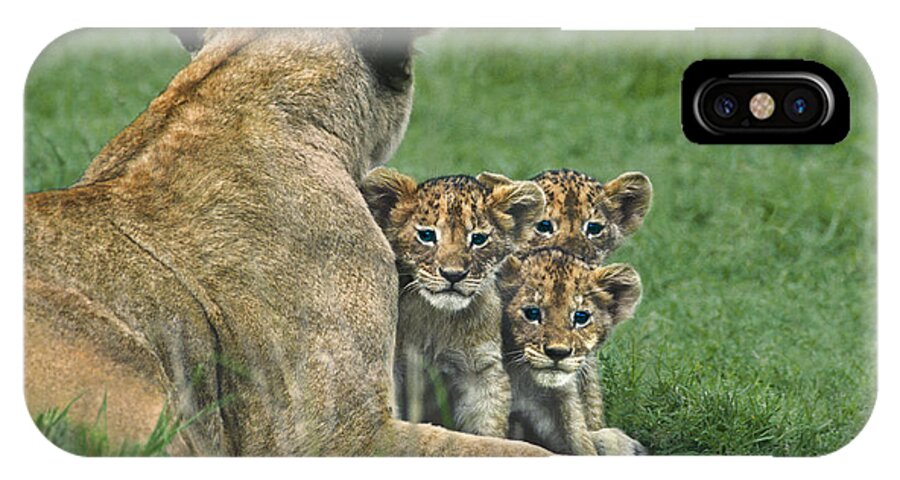 Africa iPhone X Case featuring the photograph African Lion Cubs Study the Photographer Tanzania by Dave Welling