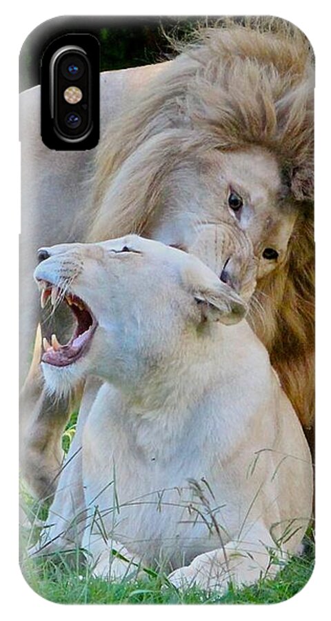 White Lions iPhone X Case featuring the photograph African White Lions by Venetia Featherstone-Witty