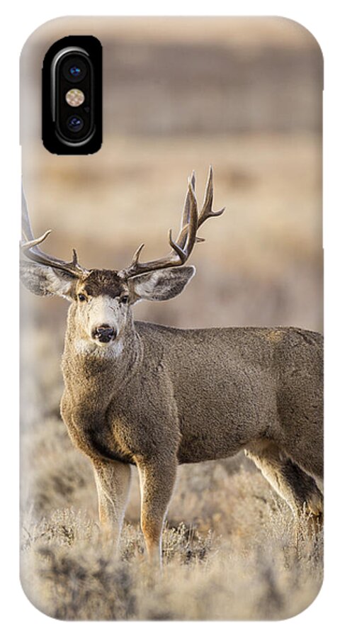 Mule iPhone X Case featuring the photograph Afternoon Buck by D Robert Franz
