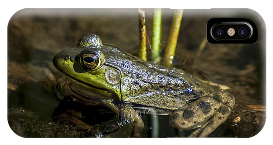 Frog iPhone X Case featuring the photograph Algonquin Frog by Richard Kitchen