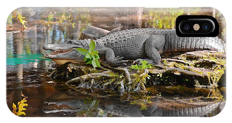 American iPhone X Case featuring the photograph Alligator mississippiensis by Alexandra Till