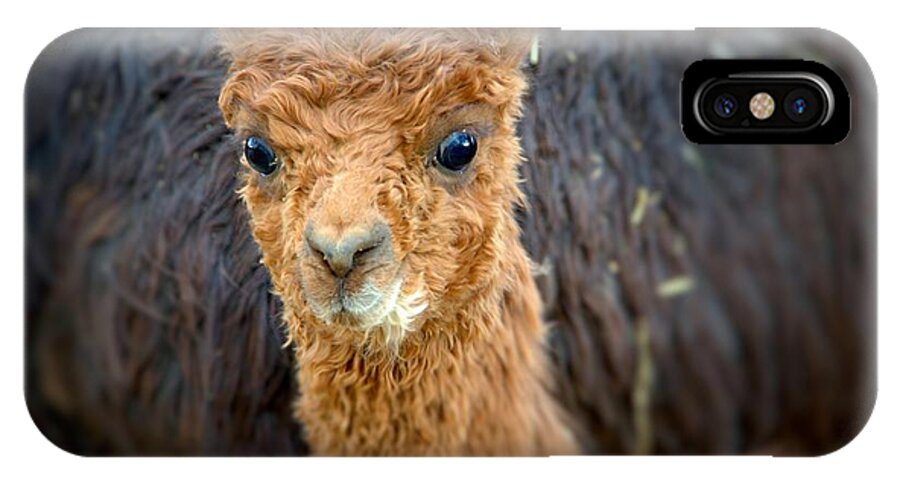 Alpaca iPhone X Case featuring the photograph Alpaca cria by Roxie Crouch