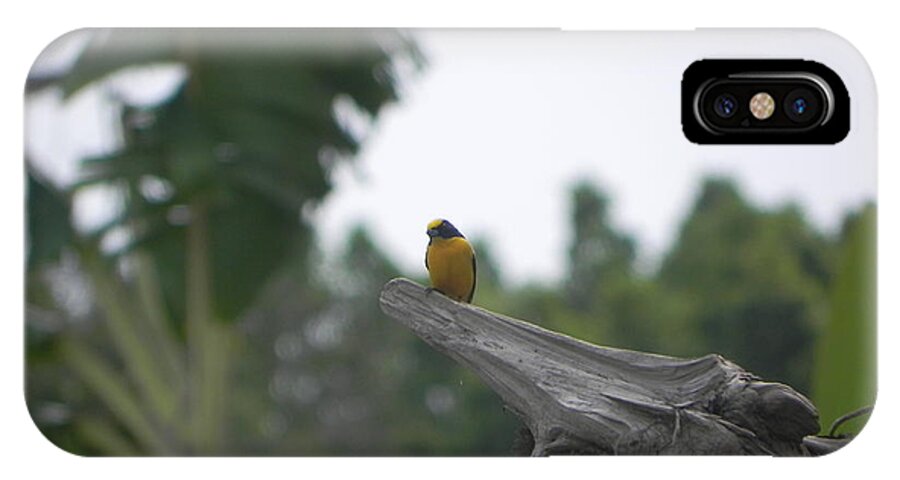 Amazon iPhone X Case featuring the photograph Amazon Bird 1 by R Alexander Calahan