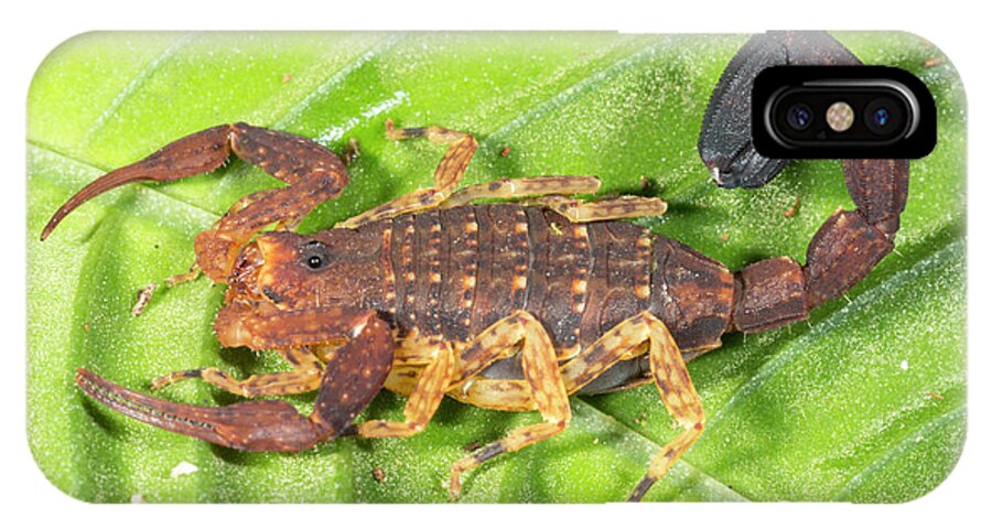 Amazon iPhone X Case featuring the photograph Amazonian Scorpion by Dr Morley Read