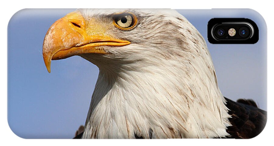 America iPhone X Case featuring the photograph American Bald Eagle by Nick Biemans