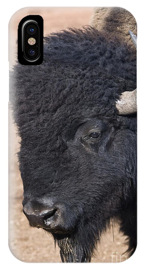 Buffalo iPhone X Case featuring the photograph American Buffalo by John Greco