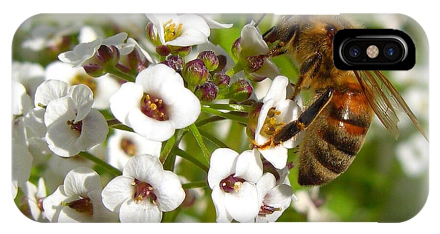 Bee iPhone X Case featuring the photograph An Alyssum Meal by Heidi Manly