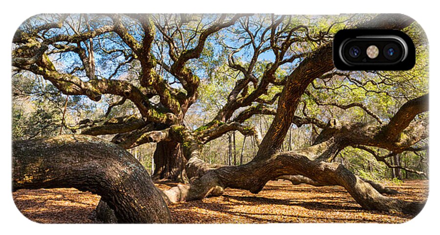 Angel Oak iPhone X Case featuring the photograph Angel Oak Tree Charleston SC by Dave Allen