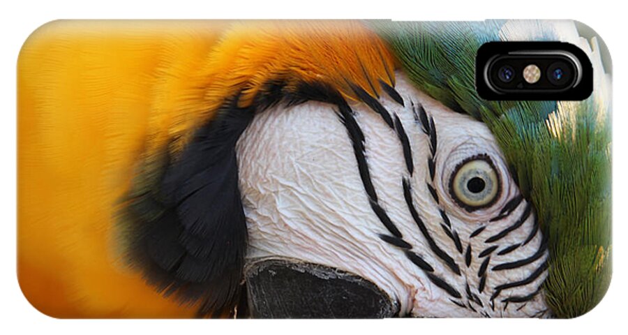 Macaw iPhone X Case featuring the photograph Angry Bird by Joseph G Holland