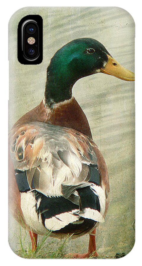 Duck iPhone X Case featuring the photograph Another duck ... by Chris Armytage