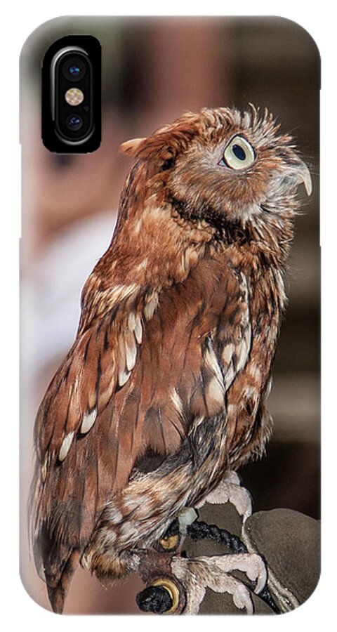 Screech Owl iPhone X Case featuring the photograph Are You My Mother by John Haldane