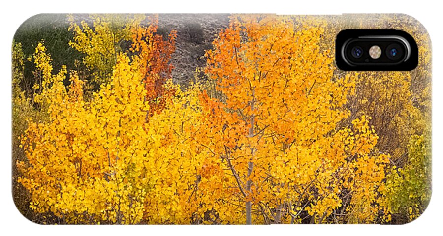 Aspen iPhone X Case featuring the photograph Aspen Glow by L J Oakes