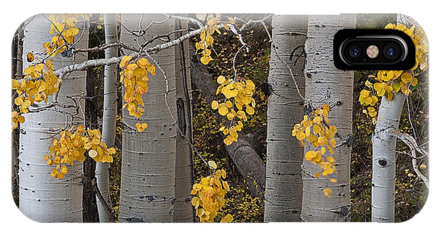 Aspen Trees iPhone X Case featuring the photograph Aspen Trees by Doug Davidson