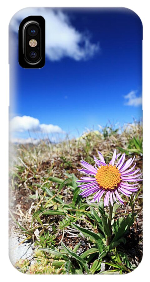 Alpine iPhone X Case featuring the photograph Aster Alpinus by Antonio Scarpi