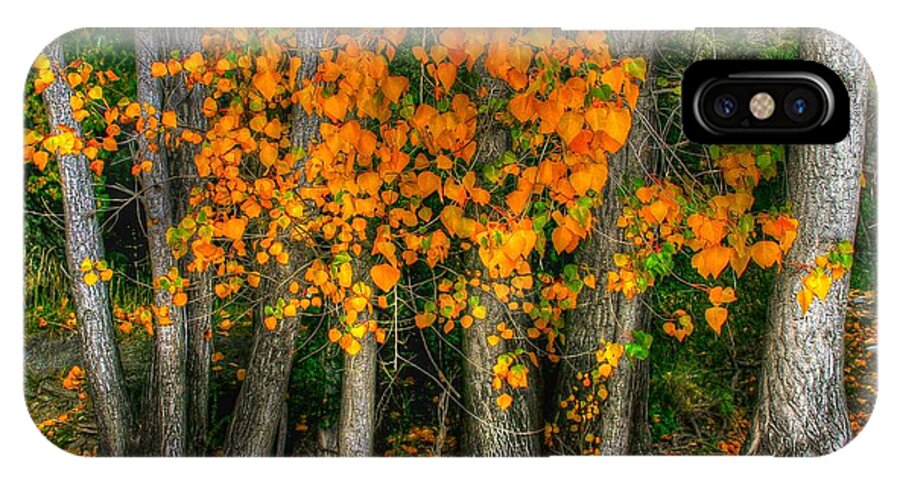 Colourful iPhone X Case featuring the photograph Autumn breakout no.2 by Jenny Setchell