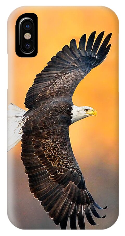 Eagle Photograph iPhone X Case featuring the photograph Autumn Eagle by William Jobes