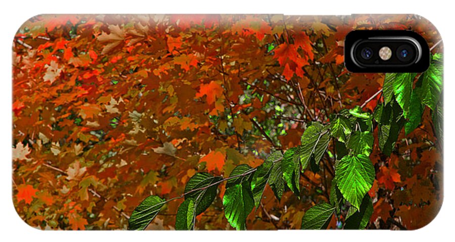 Leaves iPhone X Case featuring the photograph Autumn Leaves In Red And Green by Andy Lawless