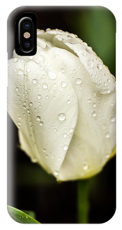 Tulips iPhone X Case featuring the photograph Awakening by Sara Frank