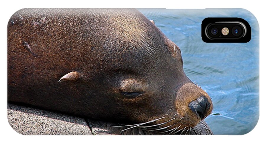 Sea Lion iPhone X Case featuring the photograph Baby I'm A Chillin' by Athena Mckinzie