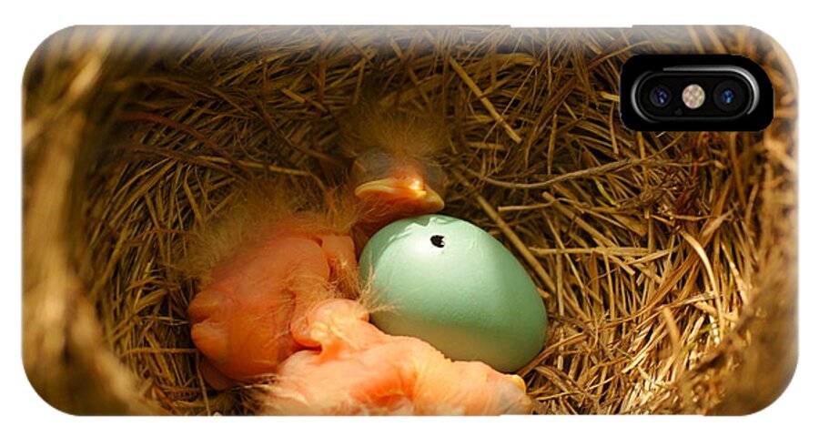 Robins iPhone X Case featuring the photograph Baby Robins2 by Loni Collins