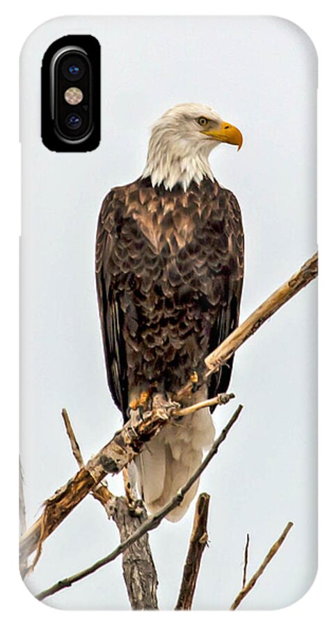 Bald Eagle iPhone X Case featuring the photograph Bald Eagle on a Branch by Dawn Key