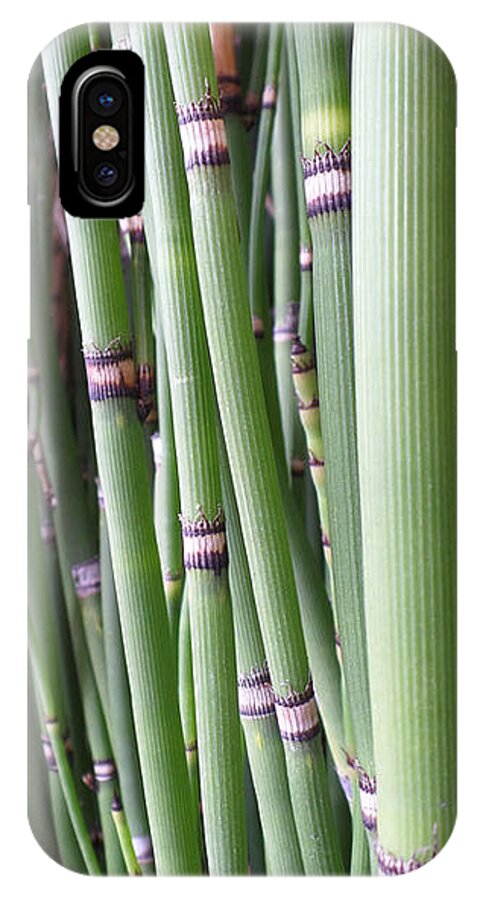 Bamboo iPhone X Case featuring the photograph Bamboo by HEVi FineArt