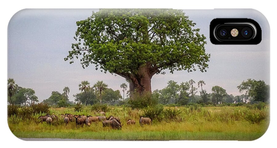 100324 Botswana & Zimbabwe Expeditions iPhone X Case featuring the photograph Baobao Tree by Gregory Daley MPSA