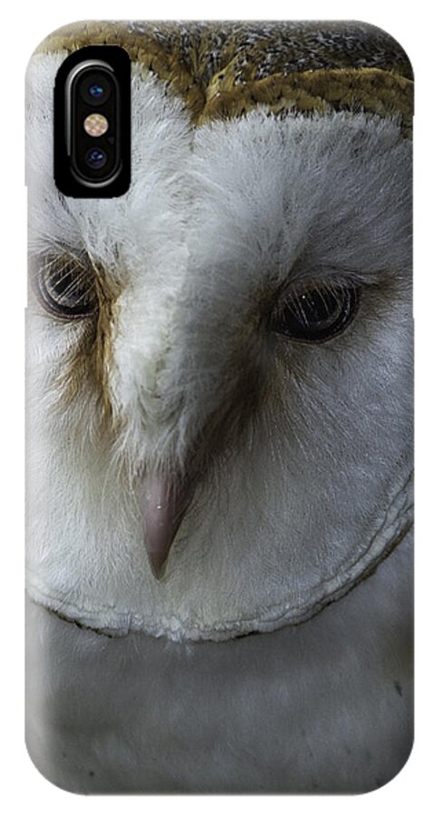 Birds iPhone X Case featuring the photograph Barn Owl 2014-001 by Donald Brown