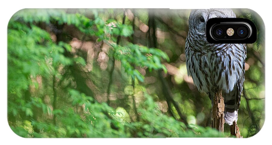Barred Owl iPhone X Case featuring the photograph Barred Owl in Forest by Max Waugh
