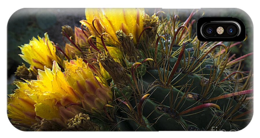 Cactus iPhone X Case featuring the photograph Barrel Cactus in Bloom 1 by Richard Mason