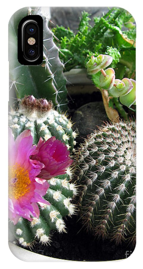 Blooming iPhone X Case featuring the photograph Beautiful Blooming Cactuses by Ausra Huntington nee Paulauskaite