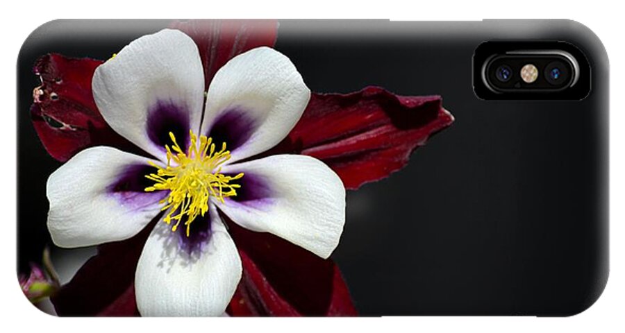 Flower iPhone X Case featuring the photograph Beautiful white petal yellow stamen purple shades Aquilegia Columbine flower by Imran Ahmed