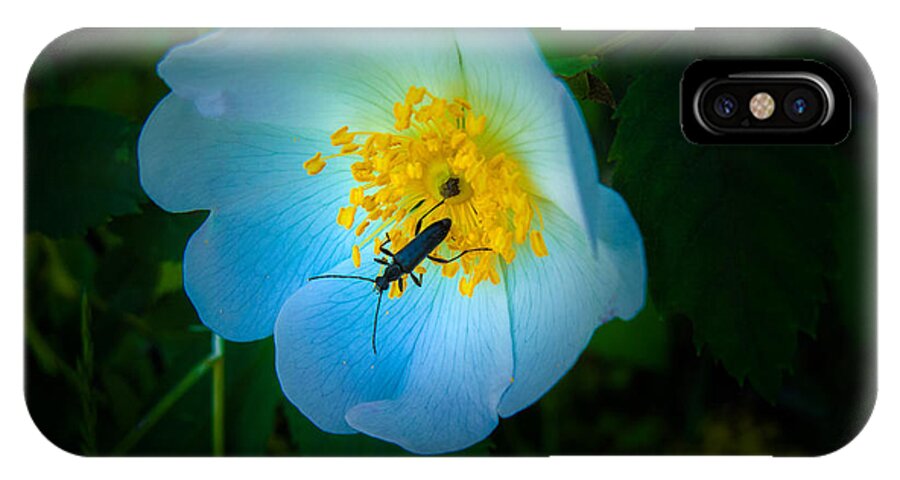 Bugs iPhone X Case featuring the photograph Beauty and the Beetle by Elaine Goss