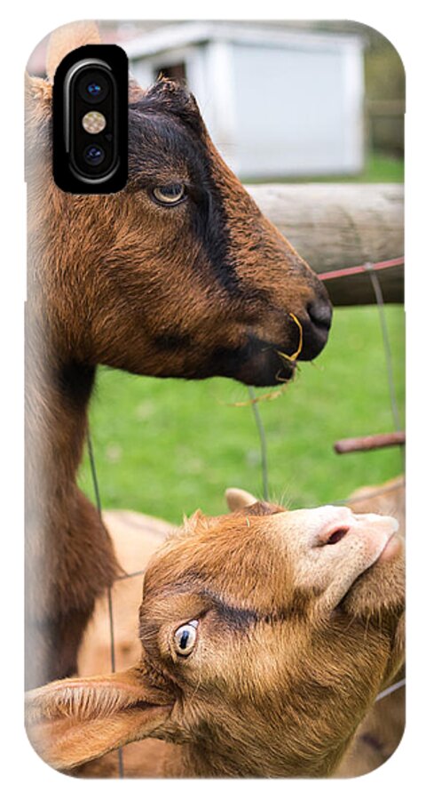 Goat iPhone X Case featuring the photograph Begging For A Bite by Priya Ghose