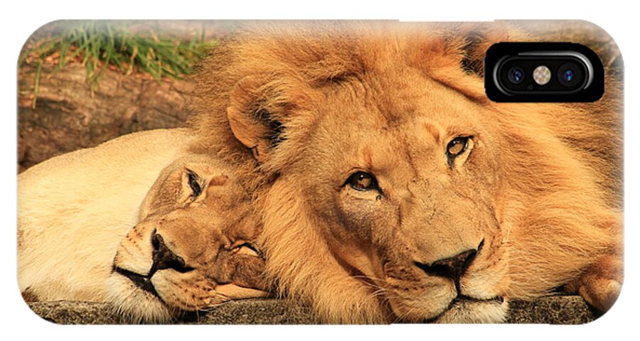 Lion iPhone X Case featuring the photograph Best Friends for Life by Laddie Halupa