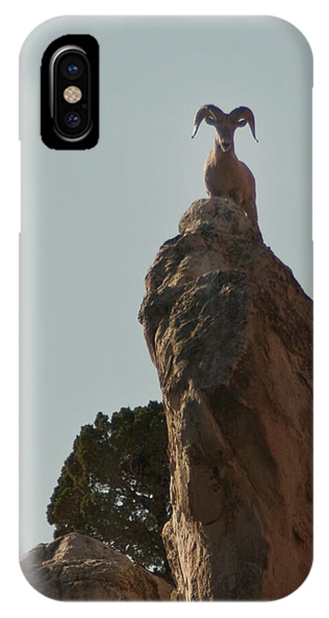 Photography iPhone X Case featuring the photograph Bighorn Ram by Lee Kirchhevel