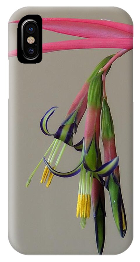 Bromeliad Flower iPhone X Case featuring the photograph Bilbergia Nutans Study by Denise Clark
