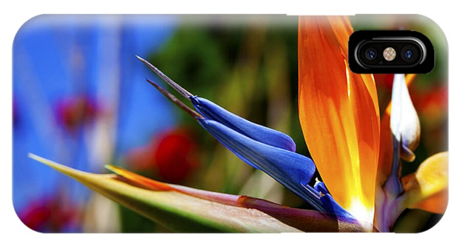 Colorful Bird Of Paradise Photographs iPhone X Case featuring the photograph Bird of Paradise Open For All to See by Jerry Cowart