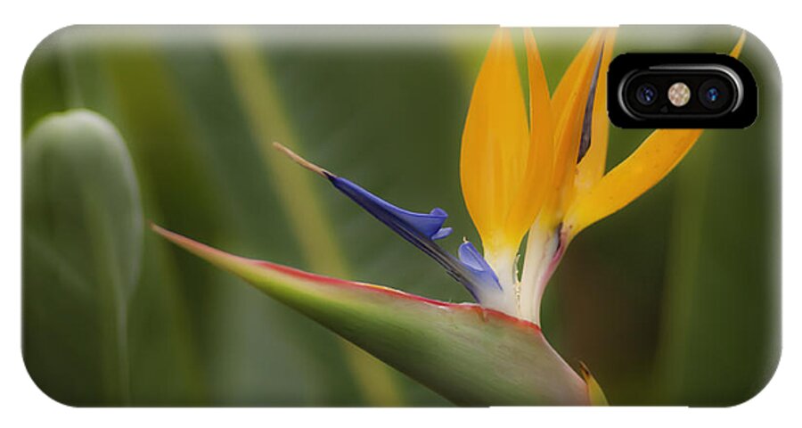 Bird Of Paradise iPhone X Case featuring the photograph Bird of Paradise by Sherri Meyer