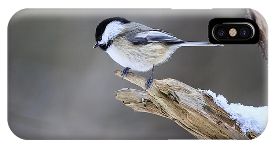 Chickadee iPhone X Case featuring the photograph Black-capped Chickadee by Gary Hall