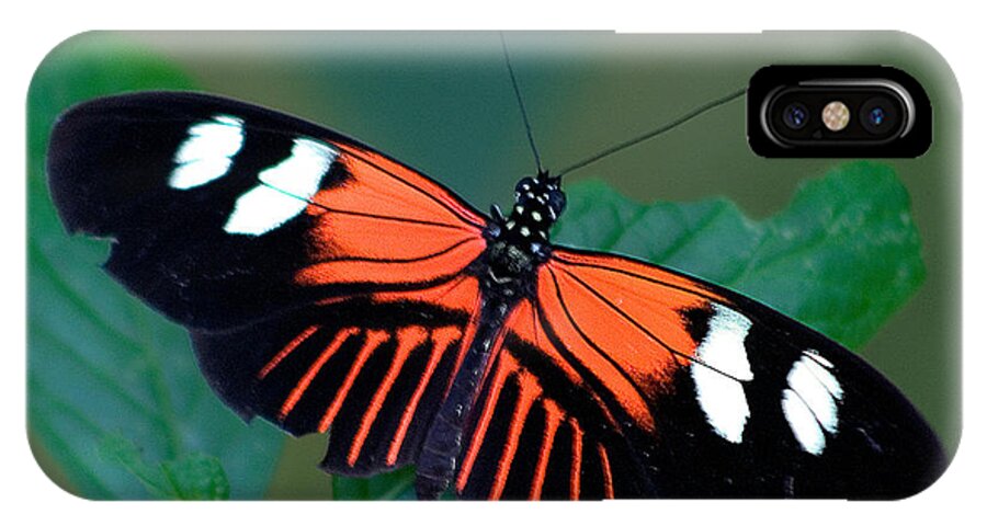 Karen Stephenson Photography iPhone X Case featuring the photograph Black Orange and White by Karen Stephenson