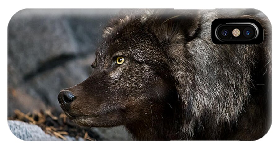 Wolf iPhone X Case featuring the photograph Black Wolf by Ms Judi