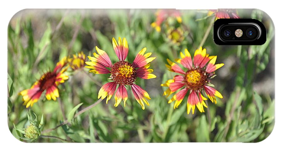 Yellow iPhone X Case featuring the photograph Blanketflower by Frank Madia