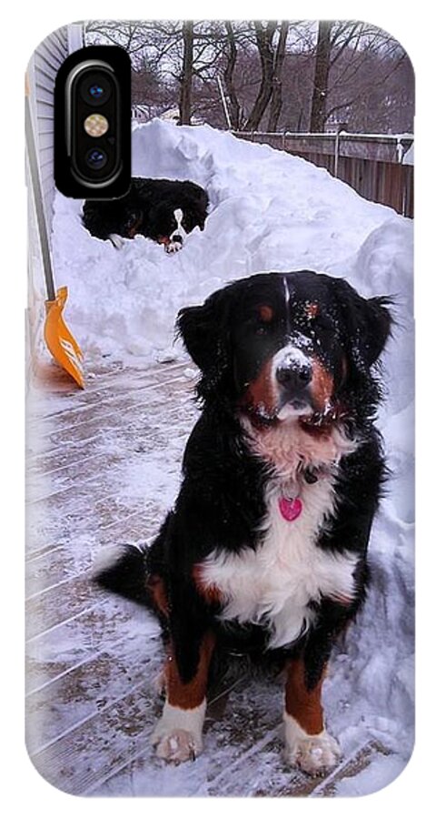 Bernese Mountain Dog iPhone X Case featuring the photograph Blizzard Helpers by Sandra Johnson
