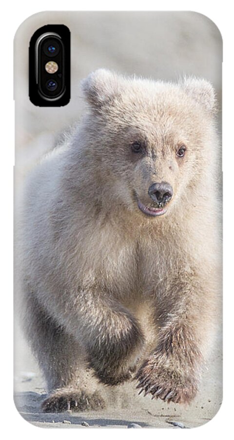 Grizzly Bear iPhone X Case featuring the photograph Blondes Have More Fun by Chris Scroggins
